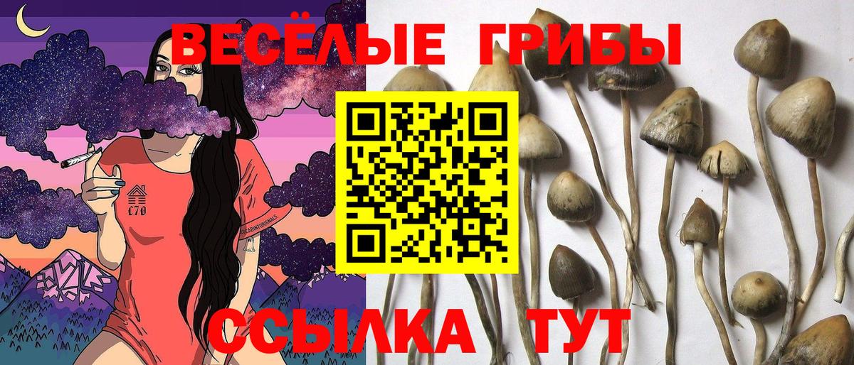 Озёры  Псилоцибиновые грибы GOLDEN TEACHER  Вход с VPN  Галлюциногенные грибы мицелий 